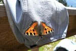 Schmetterling auf Mtze
