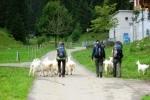 Ziegen auf dem Weg zum Seealpsee
