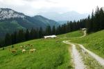 An der Sindelsdorfer Alm
