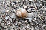 Weinbergschnecke auf dem Weg
Weinbergschnecke auf dem Weg