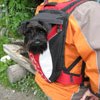 Hund im Rucksack
