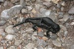 Alpensalamander
Alpensalamander
