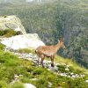 Steinbock am Wegrand
Steinbock am Wegrand