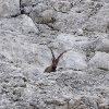 Steinbock oberhalb des Passo delle Fradusta 
