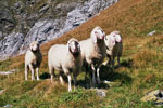Schafe am Weg
