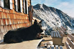 Hund vor Hütte
Hund vor Hütte