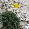 Dolomitenmohn am Wegesrand
