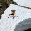 Sonnenbad auf einem Schneeberg
