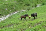 Pferde im Gemsteltal
