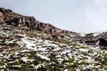 Steinböcke am Wegesrand
Steinböcke am Wegesrand
