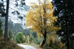 Herbstlich gefärbter Baum
Herbstlich gefärbter Baum