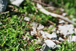 Schmetterling auf Blte
