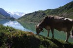 Kuh vor dem Spullersee
