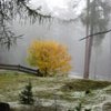 Herbstlich gefrbter Baum
