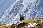 Gmse am Stempeljoch
