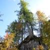 Lrche auf Felsen
