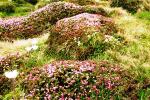 Blhende Wiese an der Riedingscharte
