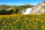 Wiese auf der Mitteralm
