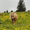 Ponny an der Sabathyhütte
