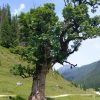 Groer Ahornbaum auf der Alm
