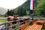 Kühe an der Kreehütte
