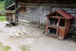 Enten vor der Htte
