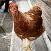 Huhn auf der Bank
