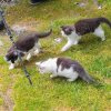 Katzen auf der Putzentalalm 
