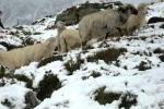 Schafherde im Schnee
