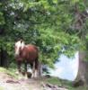 Pferd auf dem Weg
