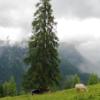 Auf der Blienteckalm
