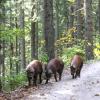 Schweine auf dem Weg
