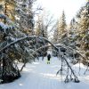 Birkenwald vor Ytterstvallen 
