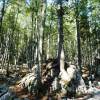 B�ume mit Felsen
