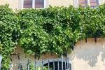 �lteste Weinreben der Welt
