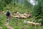 Schafherde auf dem Weg
Schafherde auf dem Weg