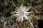 Blume am Wegrand
Blume am Wegrand