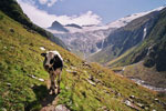 Kuh auf dem Wanderweg
